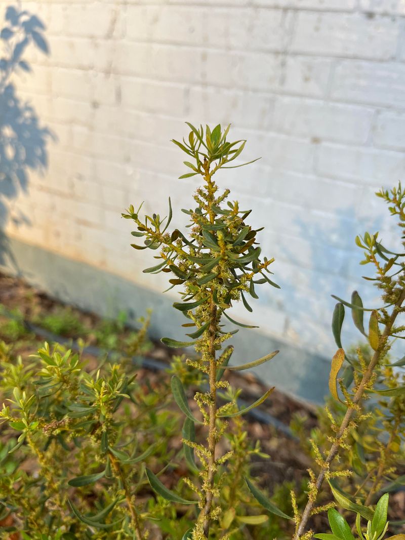 One Small Cut Can Bring More Side Branches