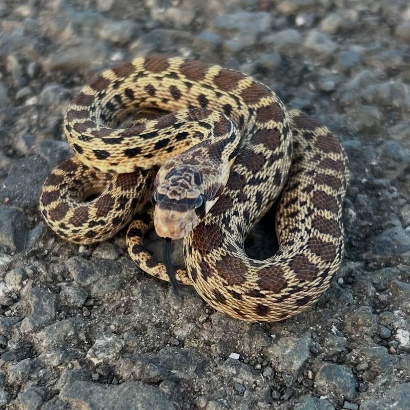 One Snake Can Hunt Where Traps Never Reach One Snake Can Hunt Where Traps Never Reach