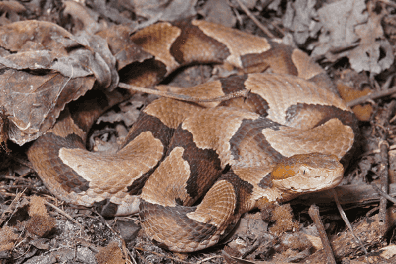 One Snake Does Not Prove an Infestation One Snake Does Not Prove an Infestation