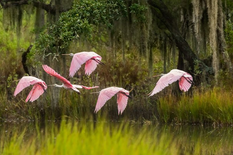 One Spoonbill Can Be Part Of A Much Bigger Movement One Spoonbill Can Be Part Of A Much Bigger Movement