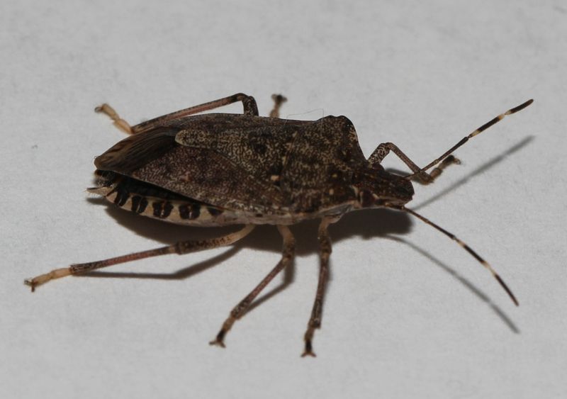 One Stink Bug Does Not Mean The Shrub Is Infested One Stink Bug Does Not Mean The Shrub Is Infested