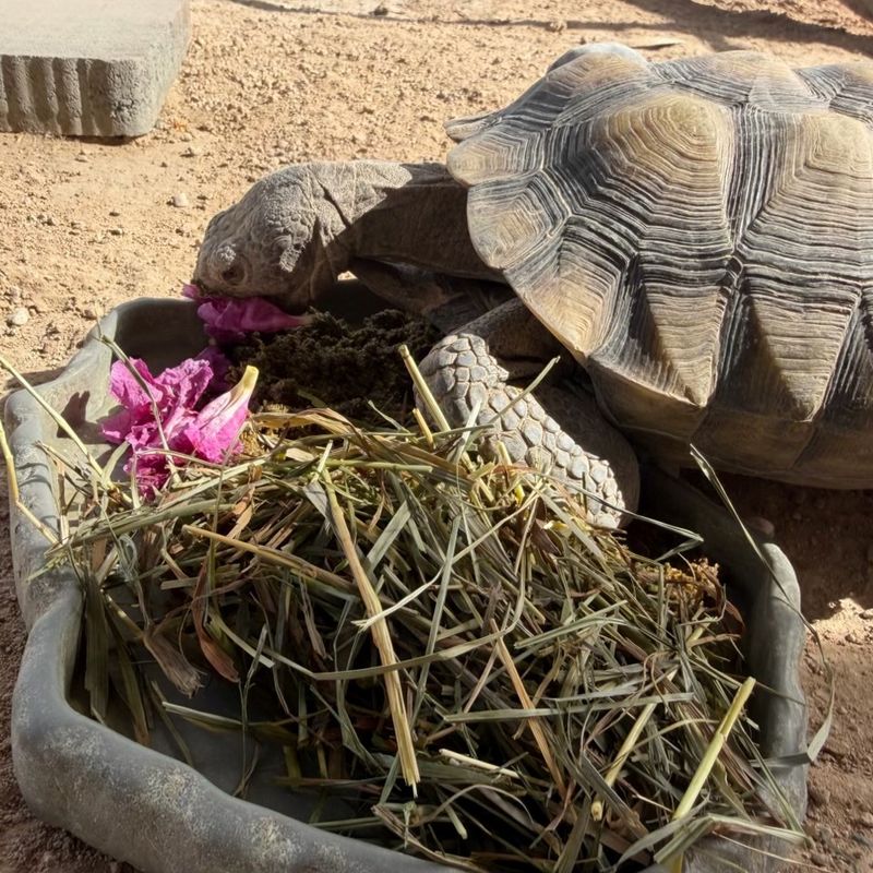 One Tortoise May Use The Same Area Again