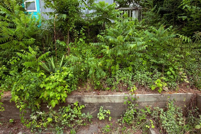 One Town May Ban A Plant The Next Town Allows