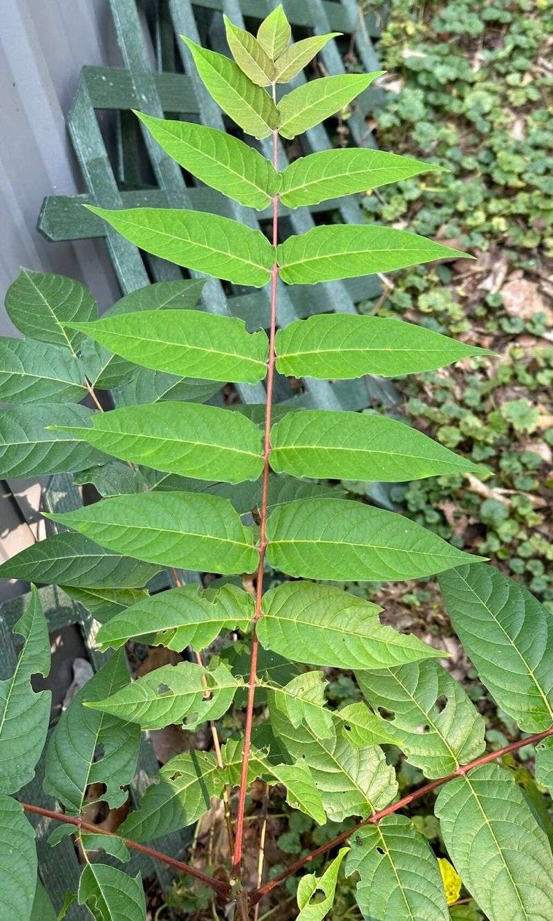 One Tree Can Turn Into A Whole Patch