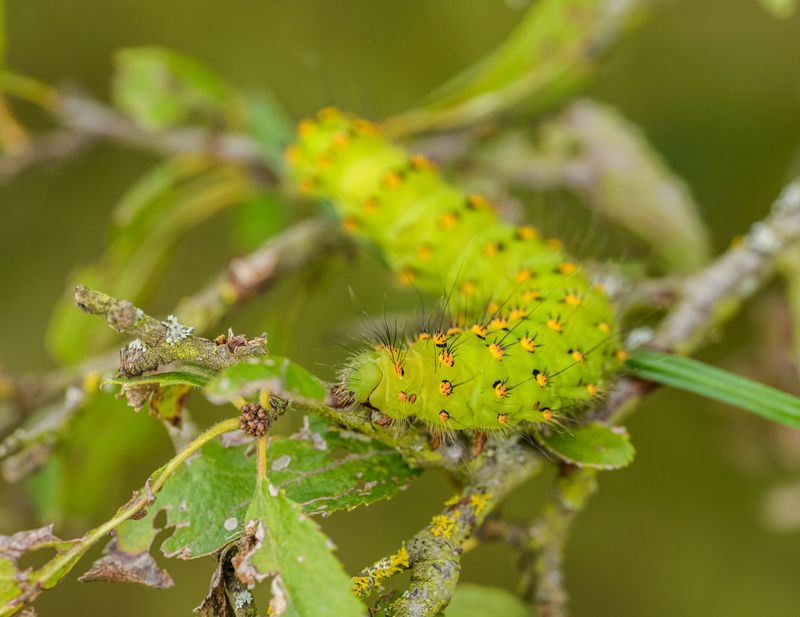 One Tree, Countless Luna Moth Caterpillars One Tree, Countless Luna Moth Caterpillars