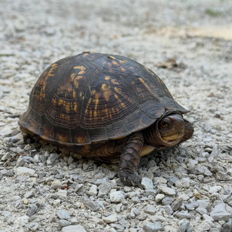 One Turtle Does Not Prove The Garden Is Healthy One Turtle Does Not Prove The Garden Is Healthy