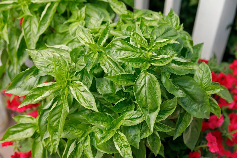 One Variety Swap Can Keep The Harvest Going Farther Into The Wet Season