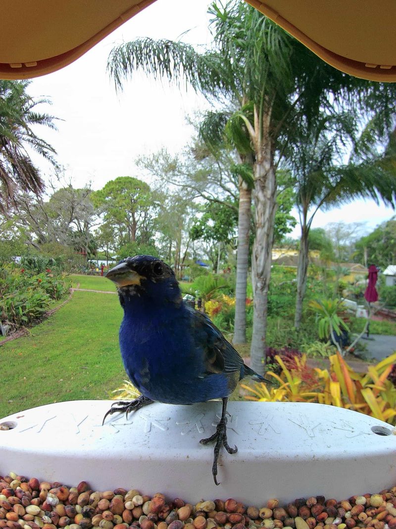One Visit Does Not Mean The Birds Have Moved In
