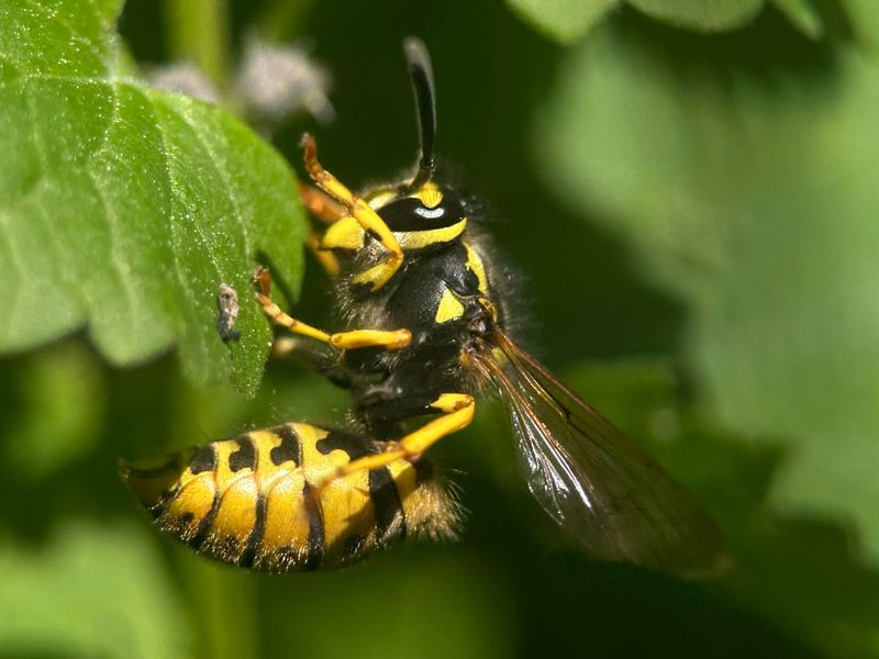 One Wasp Keeps Visiting The Same Spot