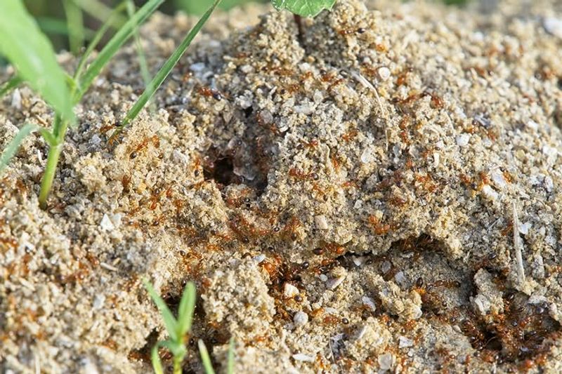 One Yard Can Hold Several Colonies One Yard Can Hold Several Colonies