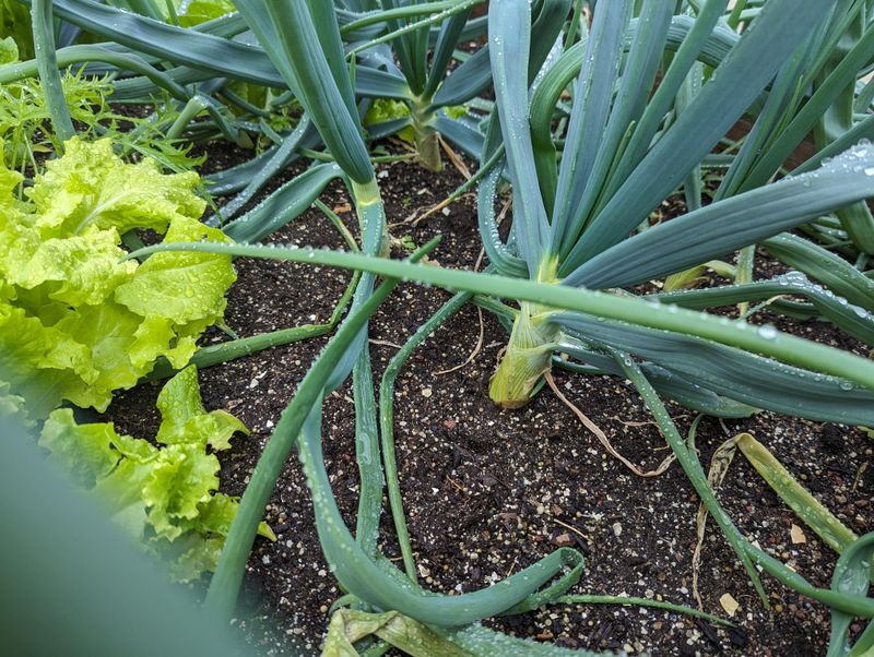 Onions Getting Established Ahead Of Winter Onions Getting Established Ahead Of Winter
