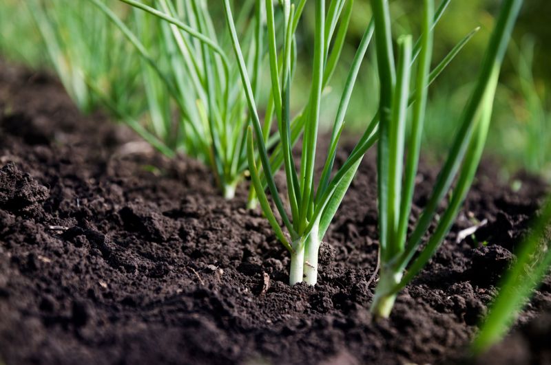 Onions