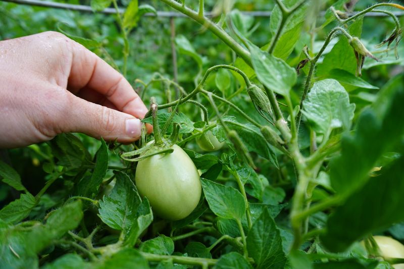 Only Top Indeterminate Tomatoes