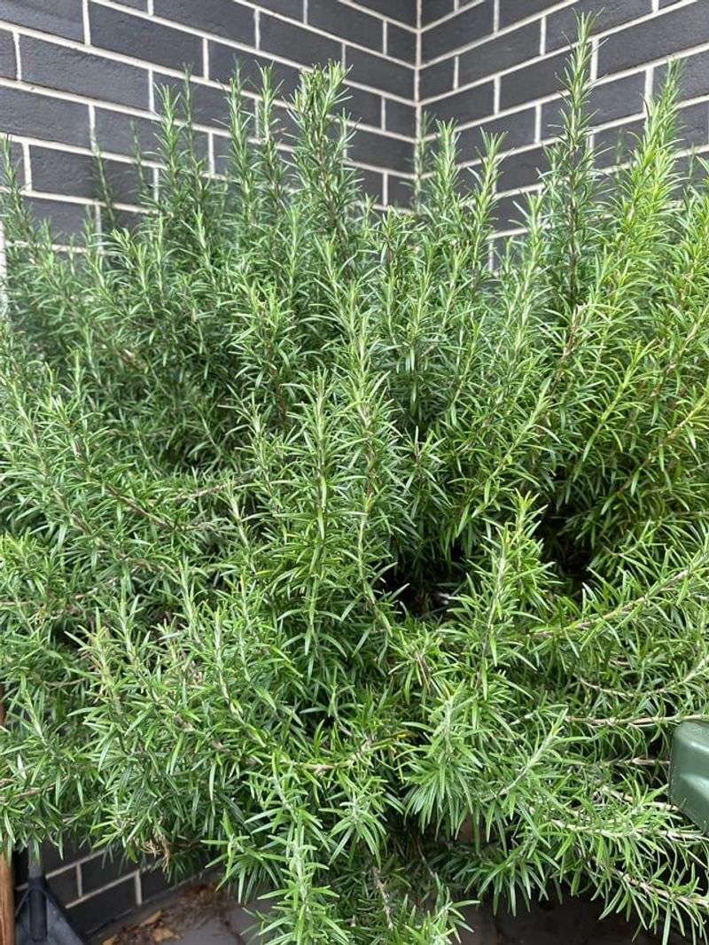 Only Trim This Year's Soft Growth