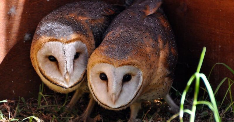 Open Areas Give Owls Better Hunting Access Open Areas Give Owls Better Hunting Access