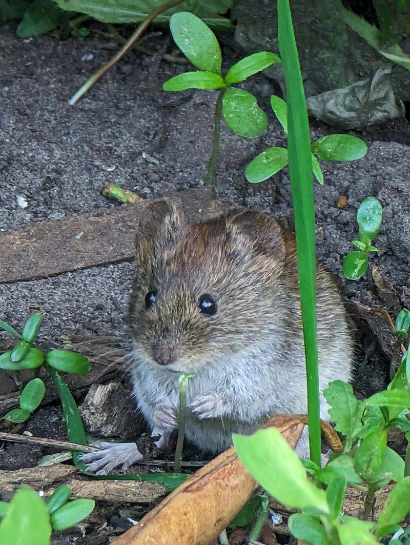 Open Borders Leave Voles With Less Protection