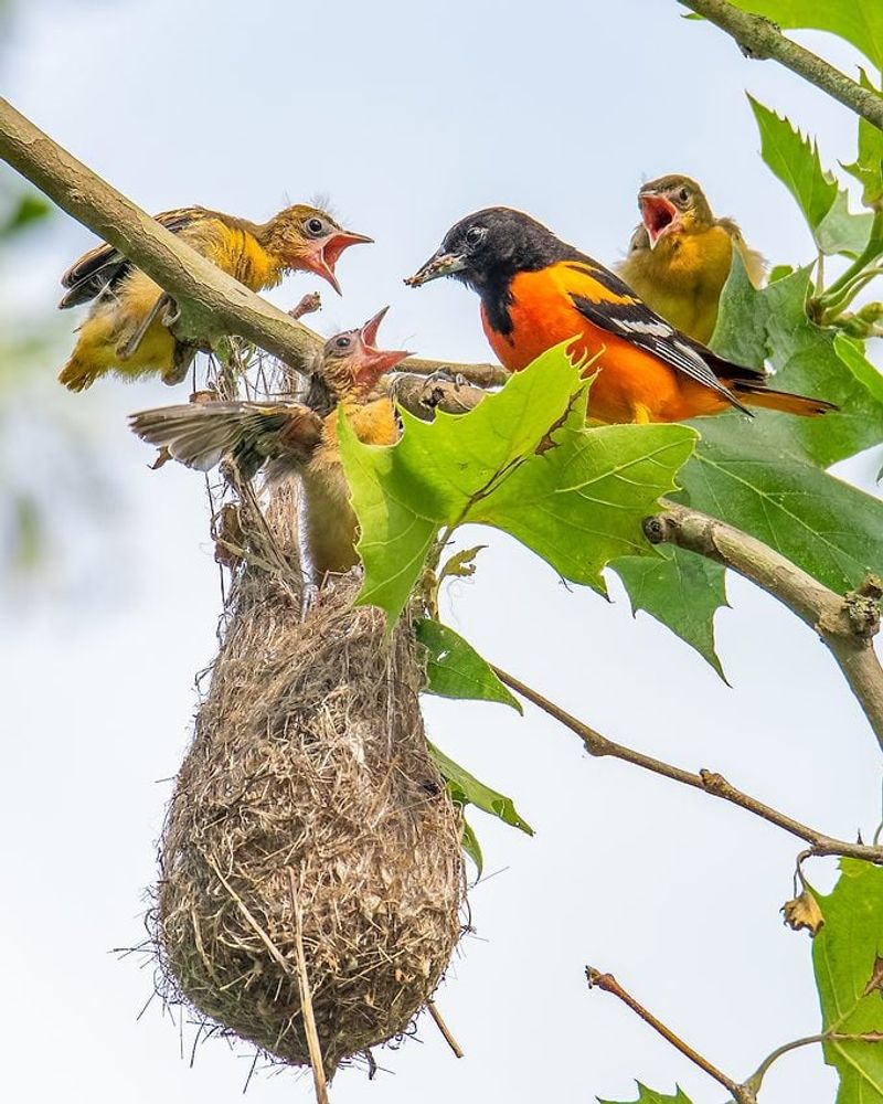 Open Branches Make Room For Their Hanging Woven Nests Open Branches Make Room For Their Hanging Woven Nests