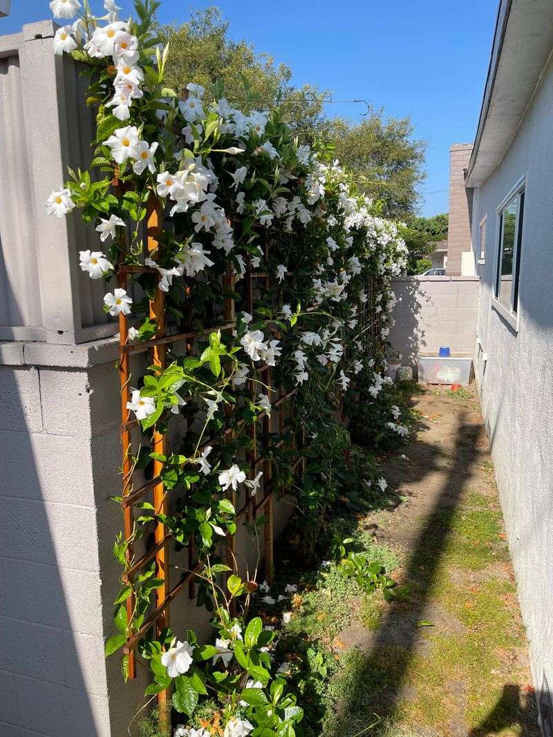Open Crowded Growth Without Sacrificing The Flowers