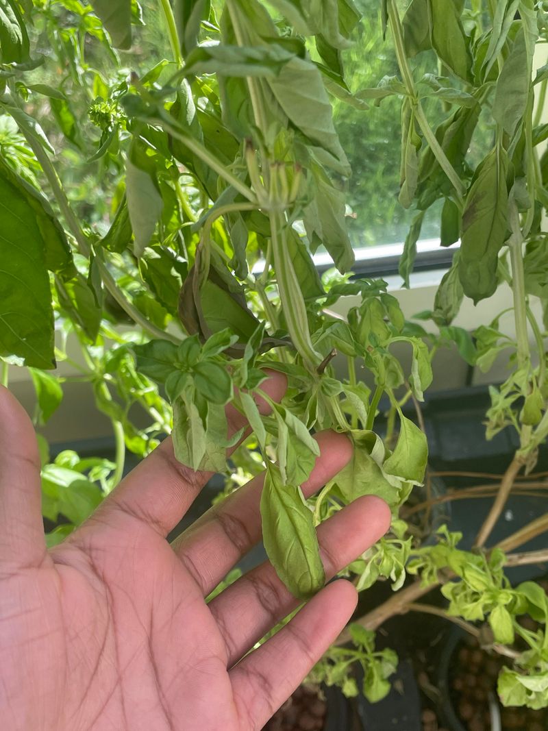 Open Crowded Plants For Better Airflow Open Crowded Plants For Better Airflow