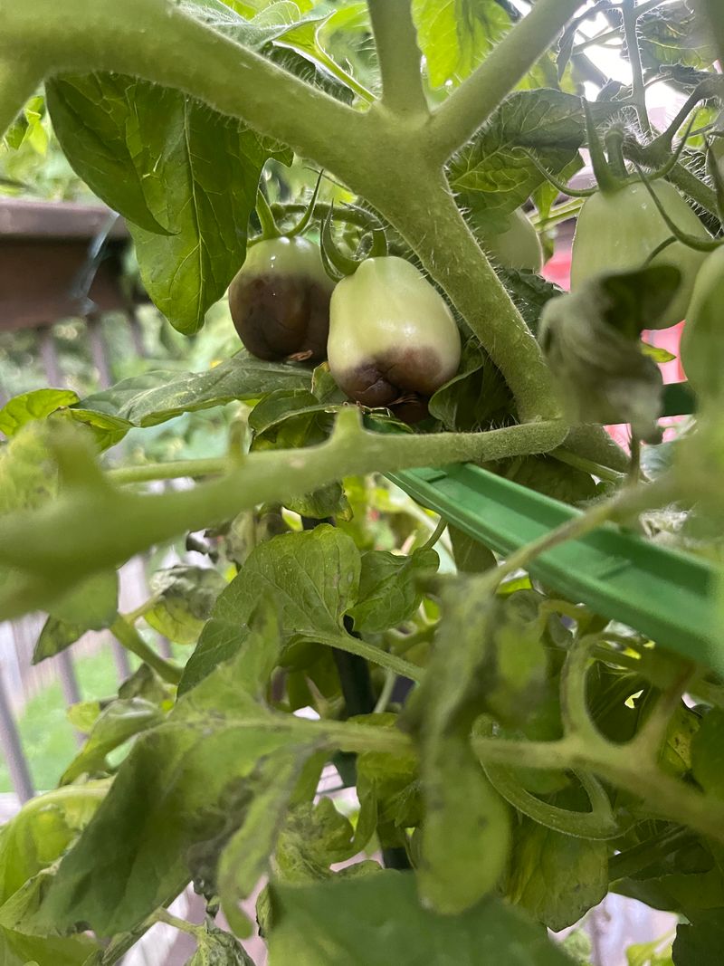 Open Dense Growth For Better Airflow