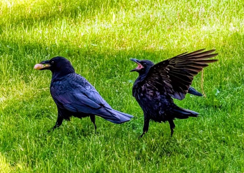 Open Lawns Make Foraging Easier