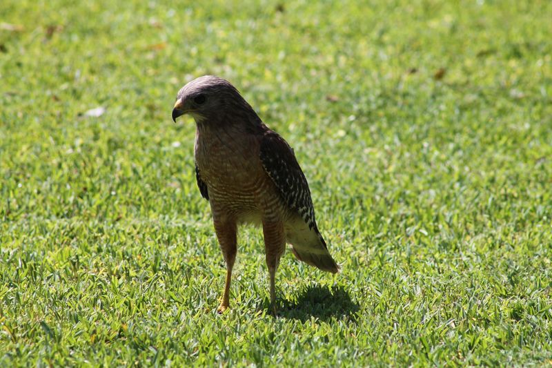 Open Lawns Make Prey Easier To Spot Open Lawns Make Prey Easier To Spot