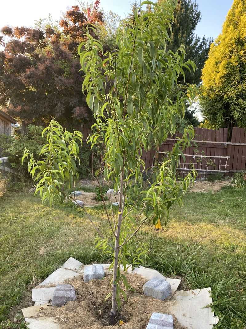 Open Nectarines After The Crop Comes Off
