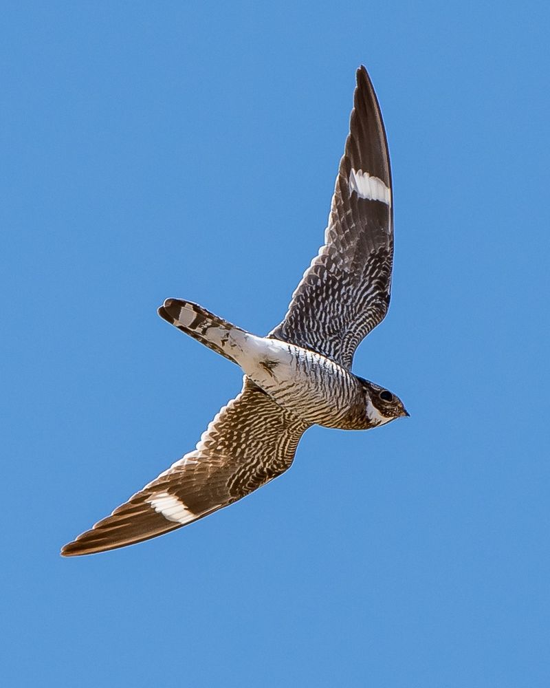 Open Skies Make Their Flight Easier To Follow Open Skies Make Their Flight Easier To Follow