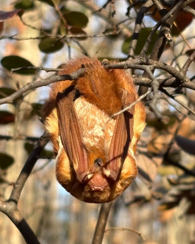 Open Yards Give Bats Room To Forage