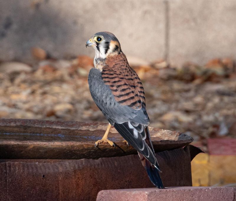 Open Yards Match The Habitat They Naturally Prefer Open Yards Match The Habitat They Naturally Prefer