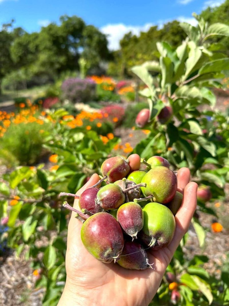 Opening Up Crowded Branches Before Fall Opening Up Crowded Branches Before Fall