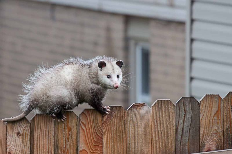 Opossums Can Fall Under Different Local Rules Opossums Can Fall Under Different Local Rules