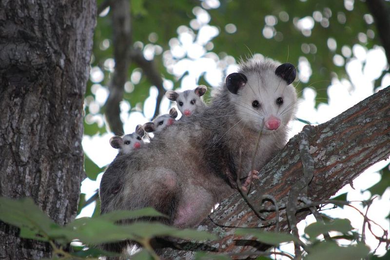 Opossums Cover Plenty Of Ground After Dark