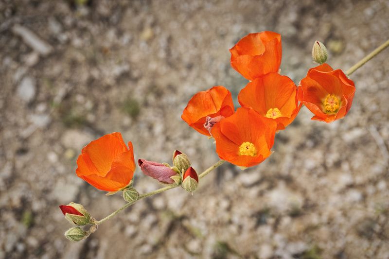 Orange Blooms Bring Color To Rocky Garden Areas
