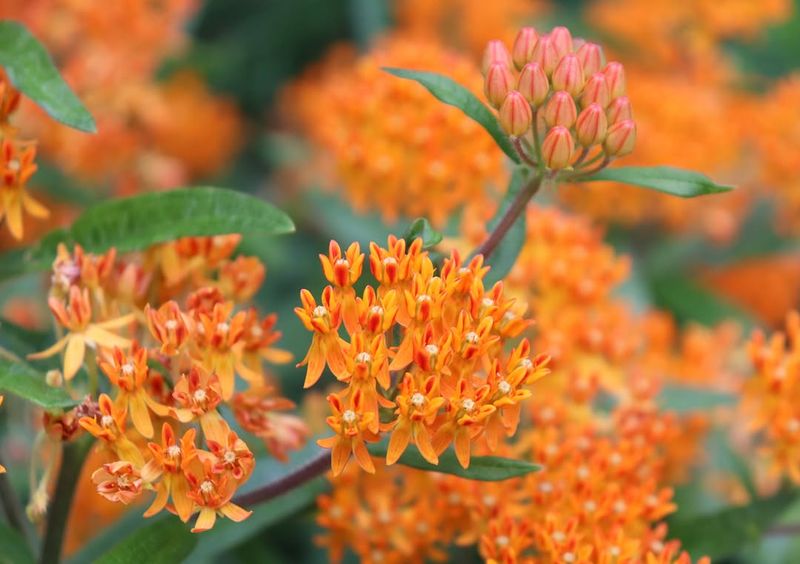 Orange Blooms Support More Than Aesthetics