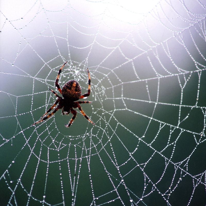 Orb-Weaver Spiders Catch Flying Garden Pests Orb-Weaver Spiders Catch Flying Garden Pests