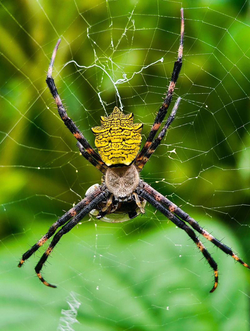 Orb Weavers Spin Webs For Mating