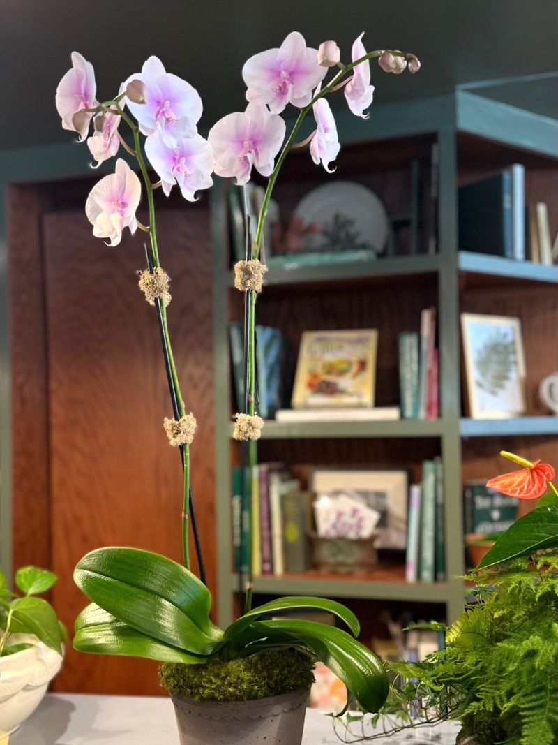 Orchid (Phalaenopsis)