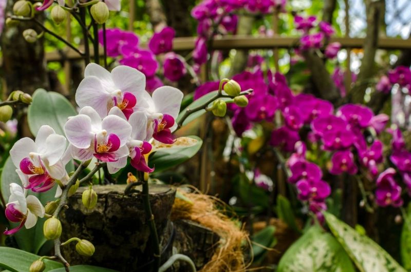 Orchids May Need Protection Earlier Than Other Patio Plants