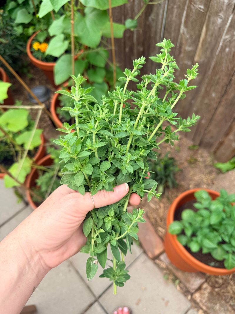 Oregano And Thyme Oregano And Thyme