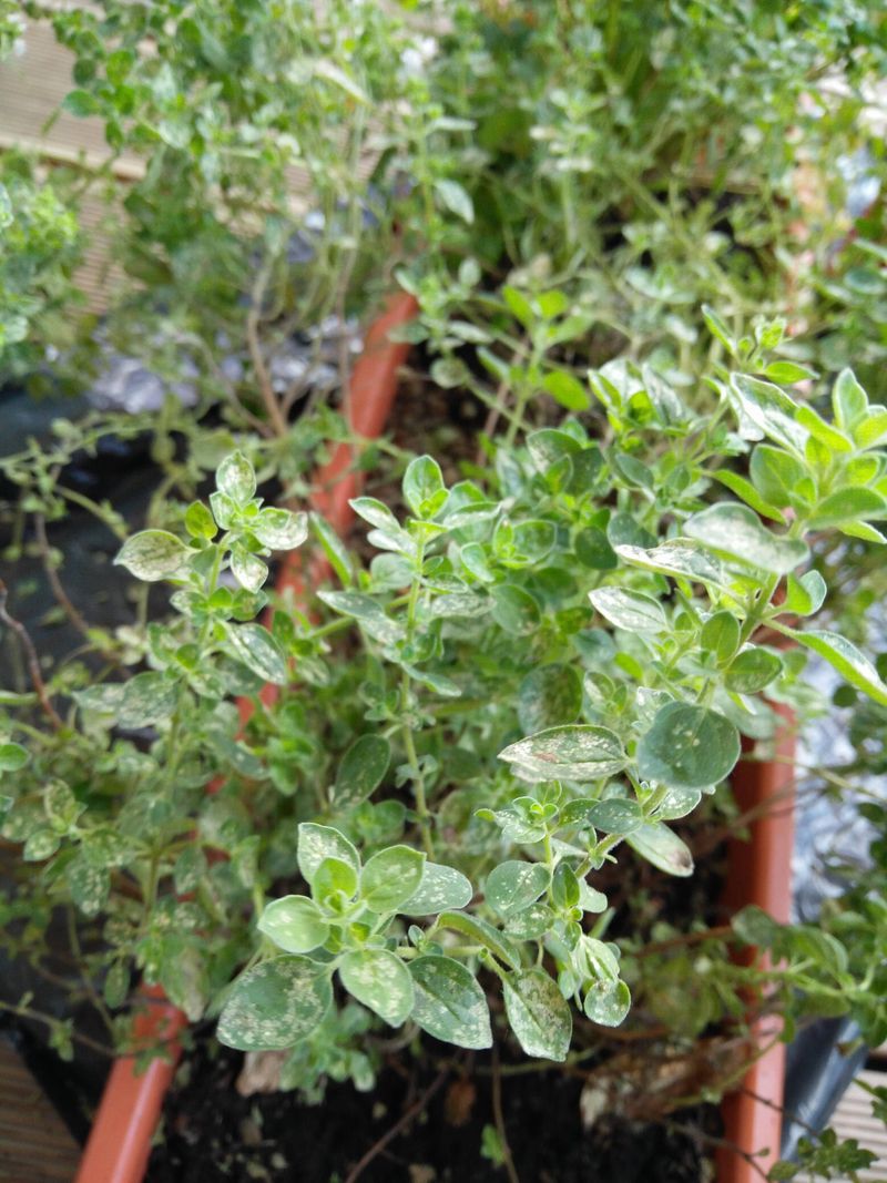 Oregano Makes Tough Sunny Corners Less Demanding