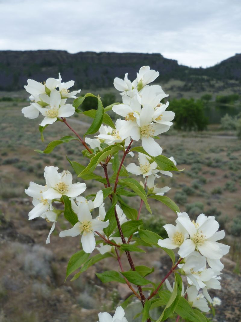 Oregon Gardens Sit Within Its Native Range Oregon Gardens Sit Within Its Native Range