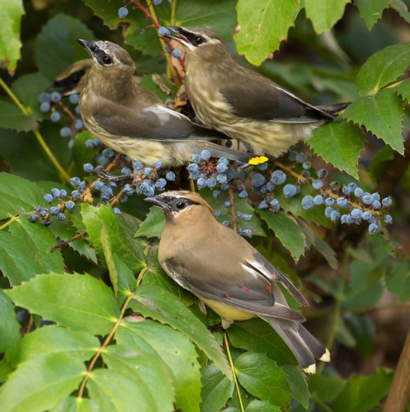 Oregon Grape Berries Help Bridge The Seasonal Food Gap