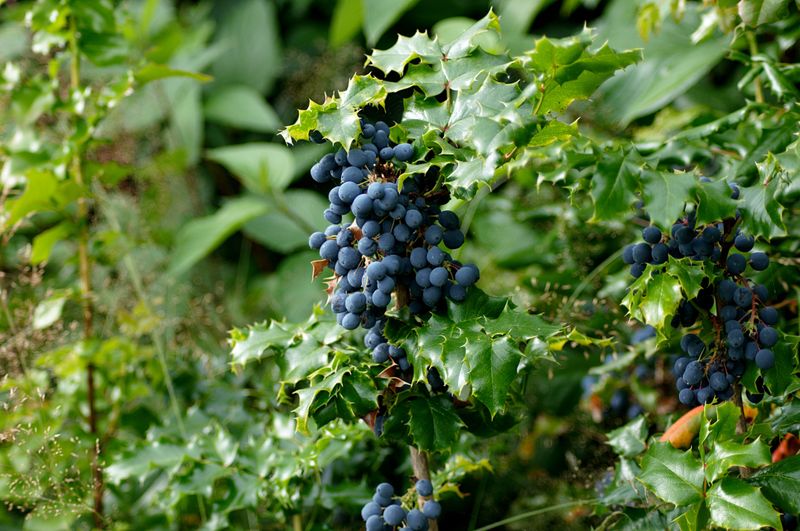 Oregon Grape Oregon Grape