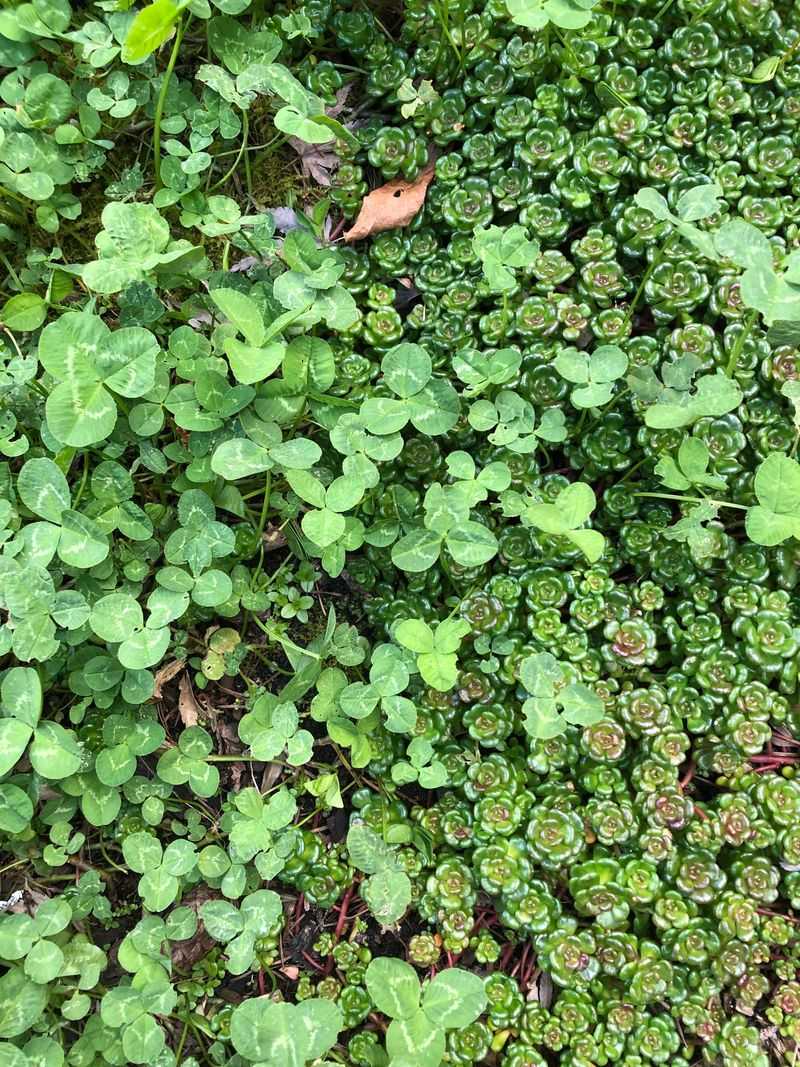 Oregon Stonecrop Fits Dry Gravelly Crevices