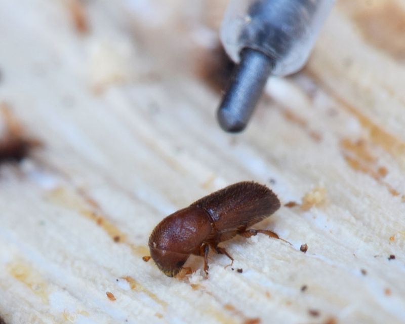 Oregon White Oaks Face A New Vascular Threat