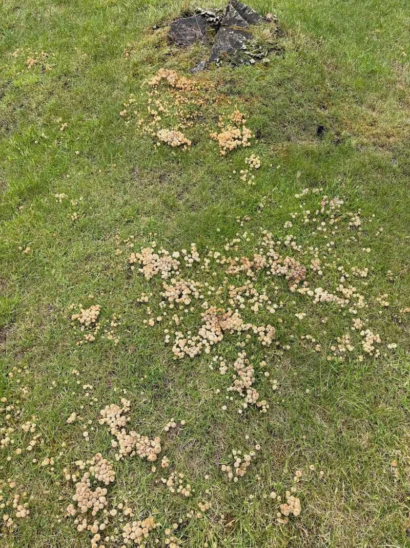 Organic Matter Is Breaking Down Organic Matter Is Breaking Down