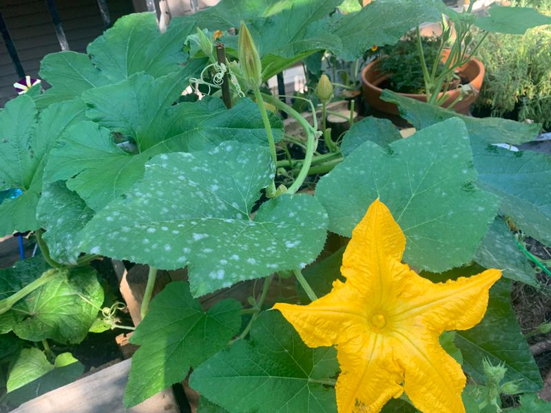 Organic Sprays That Slow Powdery Mildew On Squash Plants Organic Sprays That Slow Powdery Mildew On Squash Plants