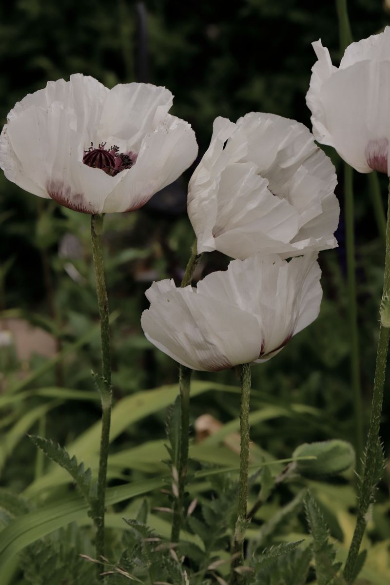 Oriental Poppies Go Dormant, Timing Matters For Division