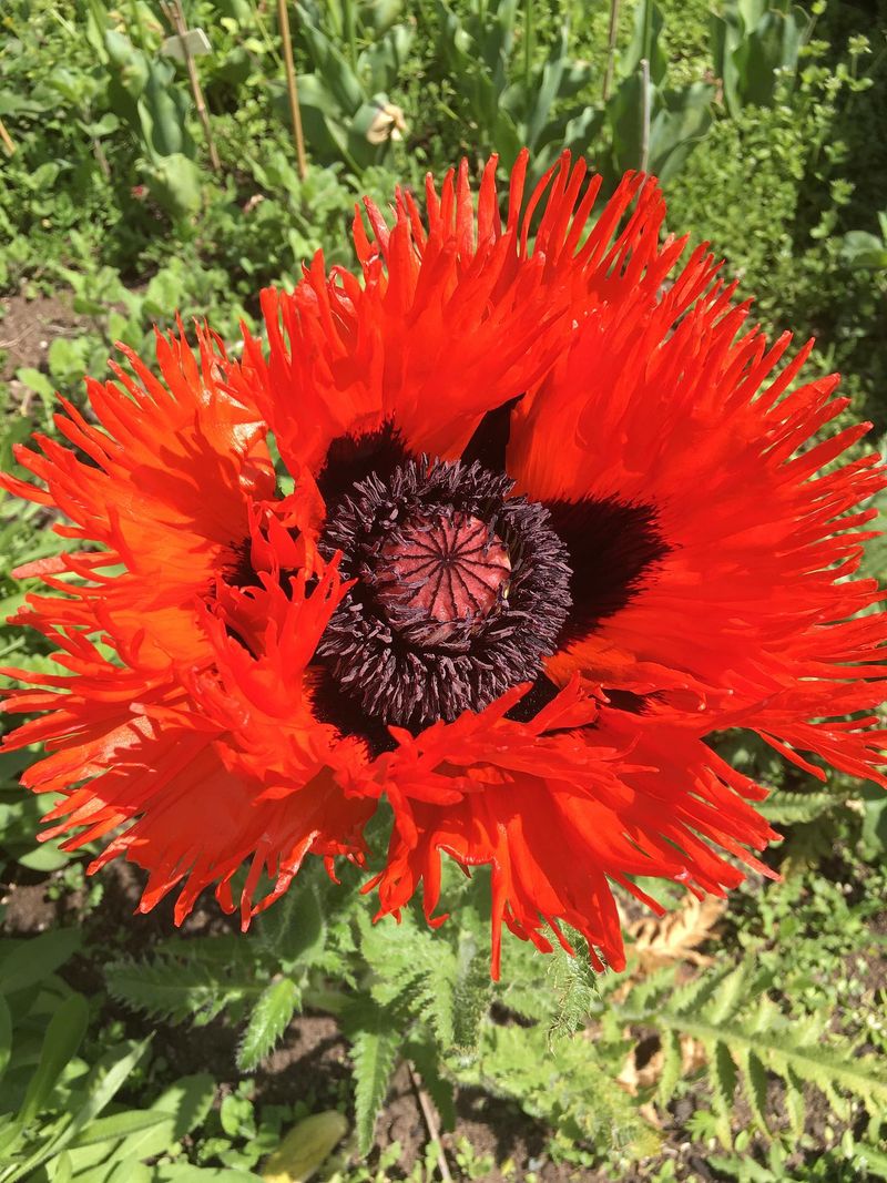 Oriental Poppies